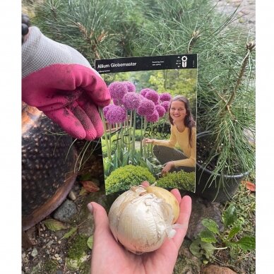 Dekoratyvinis česnakas Allium Globemaster
