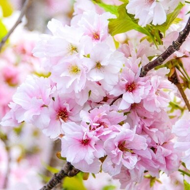 Vyšnia smailiadantė - Sakura "Amanogawa"  C20