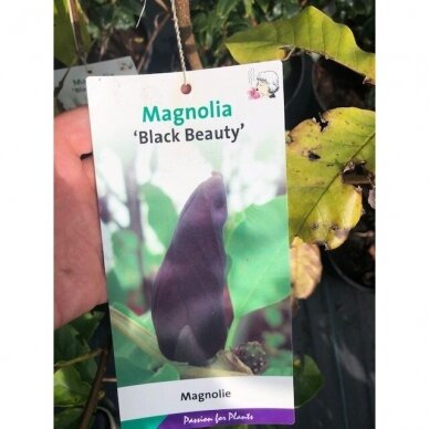 Magnolija bruklino "Black beauty" C10 3