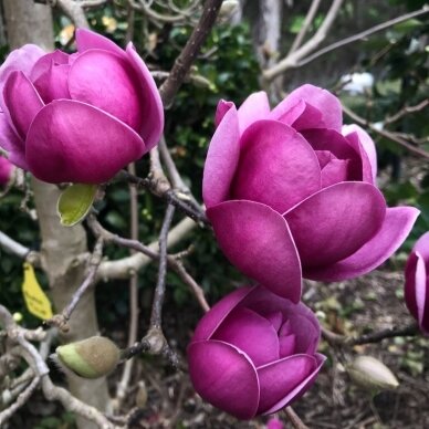 Magnolija sulanžo "Black tulip" C10