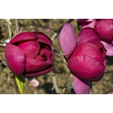 Magnolija sulanžo "Black tulip" C10 2
