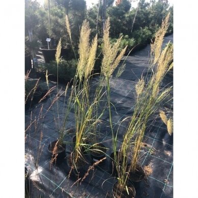 Lendrūnas korėjinis "Korean Feather Reed Grass" C3 2